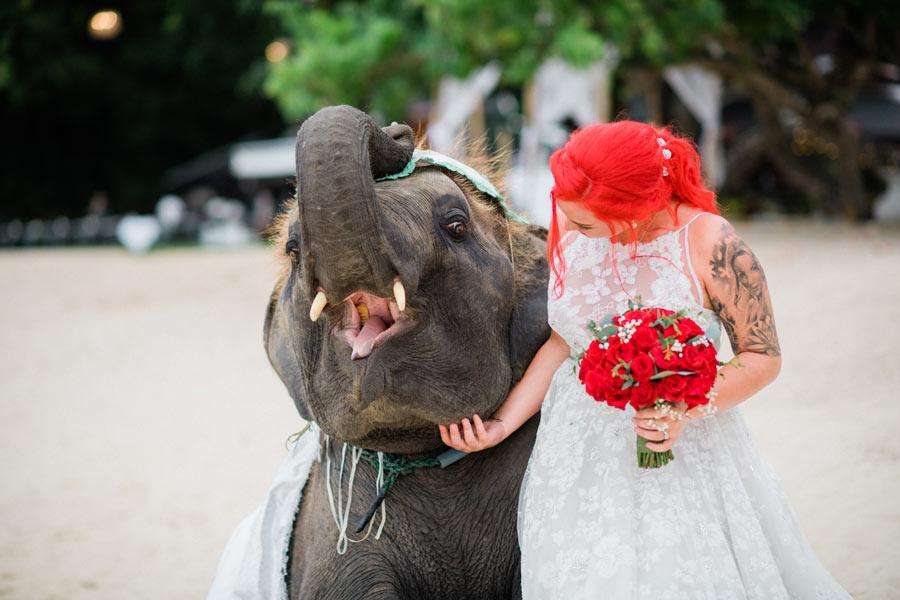 Phuket Dream Wedding Stacey & Michael Bride And Elephant