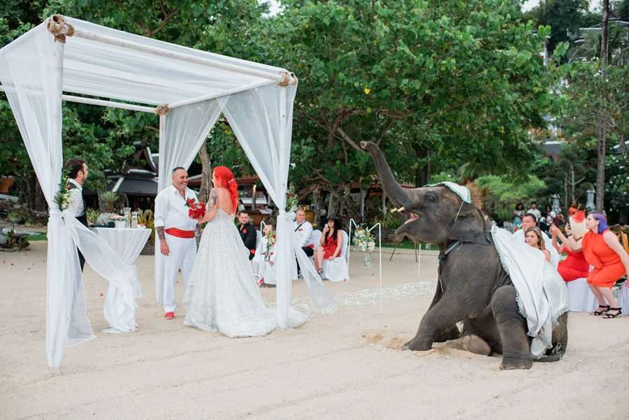 Phuket Dream Wedding Stacey & Michael Wishes With Elephant